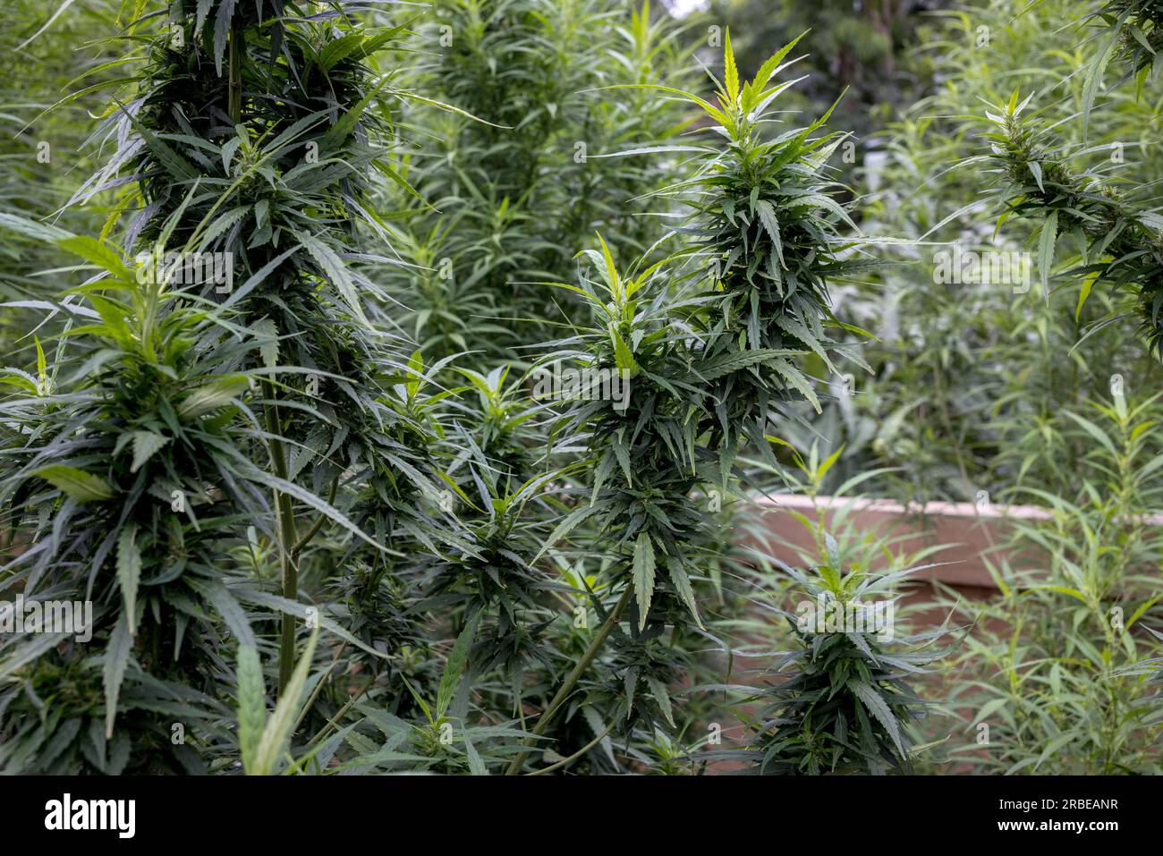 https://c8.alamy.com/comp/2RBEANR/cannabis-plants-with-buds-grow-at-a-small-scale-marijuana-farm-in-mae-hong-song-northern-thailand-on-july-9-2023-2RBEANR.jpg