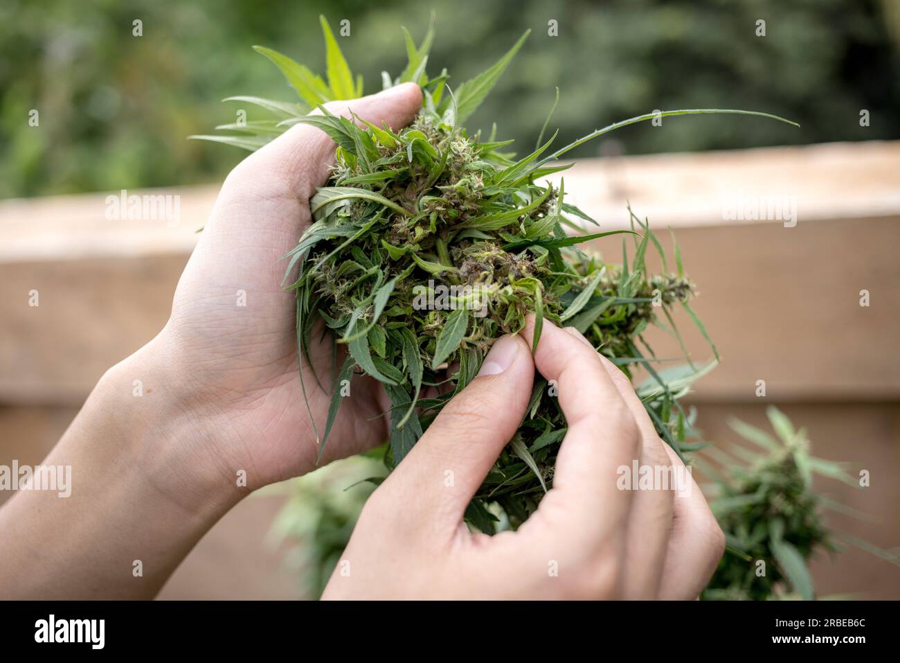 https://c8.alamy.com/comp/2RBEB6C/a-farmer-handles-a-cannabis-plant-at-a-small-scale-marijuana-farm-in-mae-hong-song-northern-thailand-on-july-9-2023-2RBEB6C.jpg