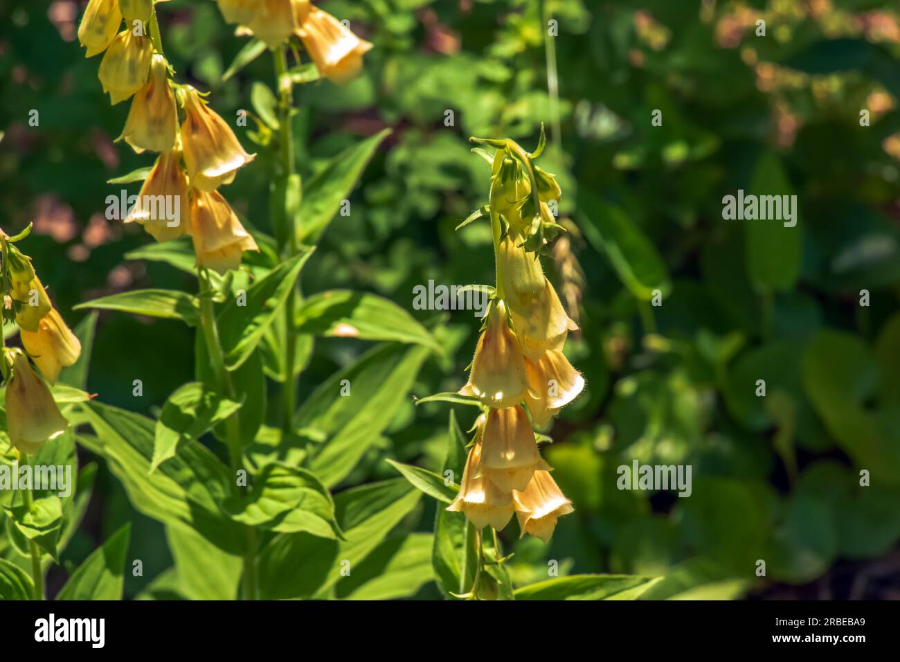 Large yellow foxglove or Digitalis grandiflora bloom in a garden Stock Photo