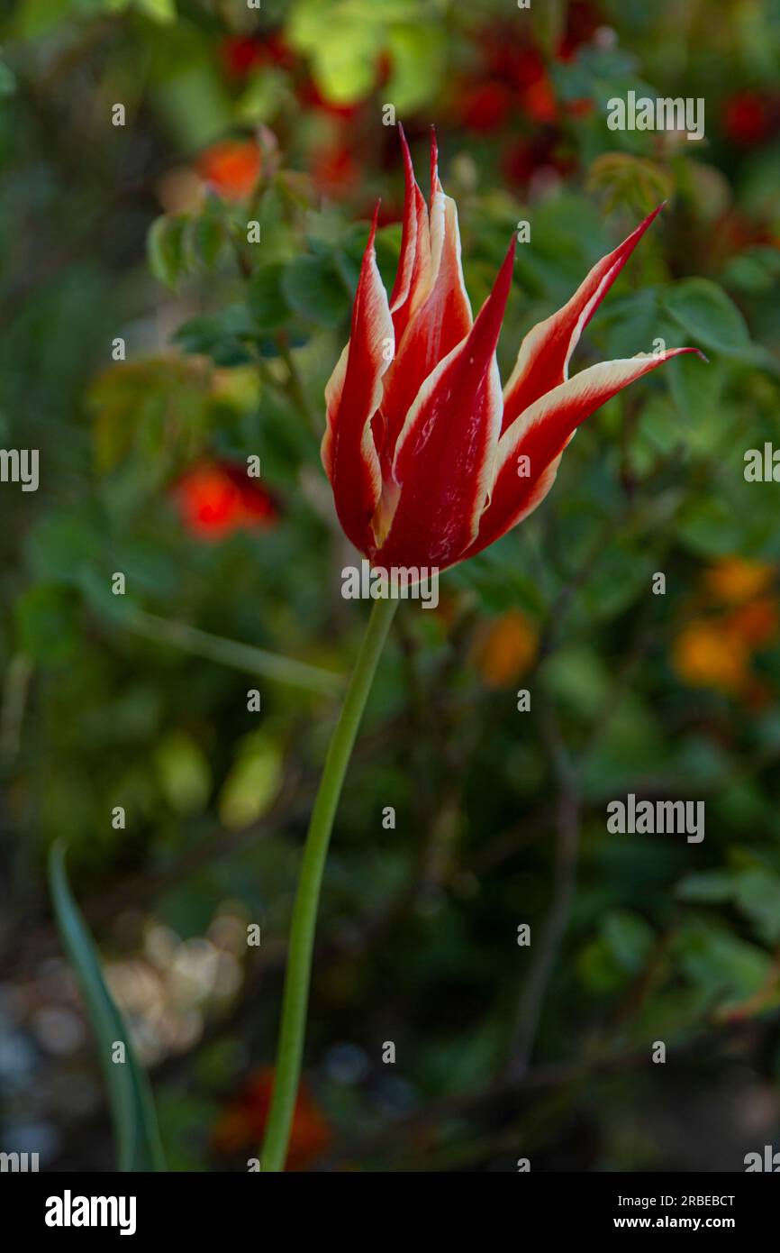 Close up beautiful blooming Tulipa sprengeri, or Sprenger's tulip growing in the garden Stock Photo