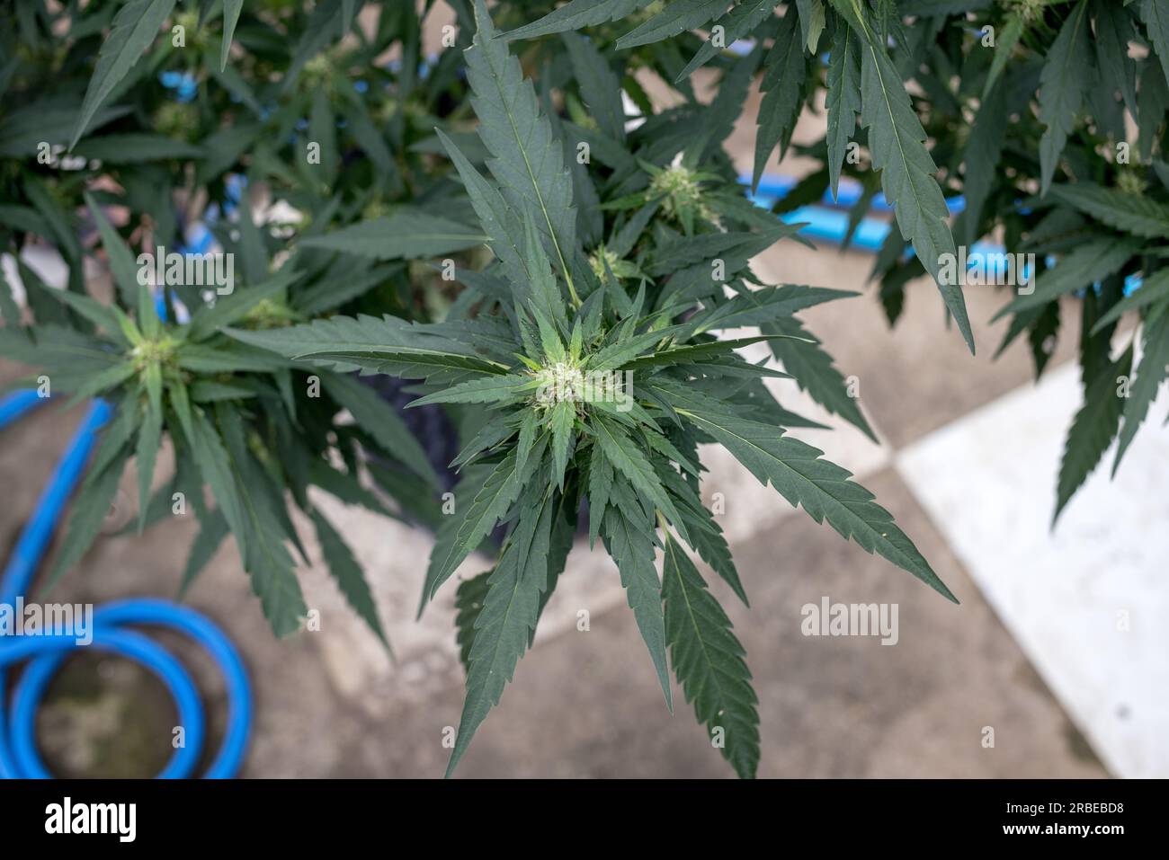 Marijuana buds and digital scale Stock Photo - Alamy