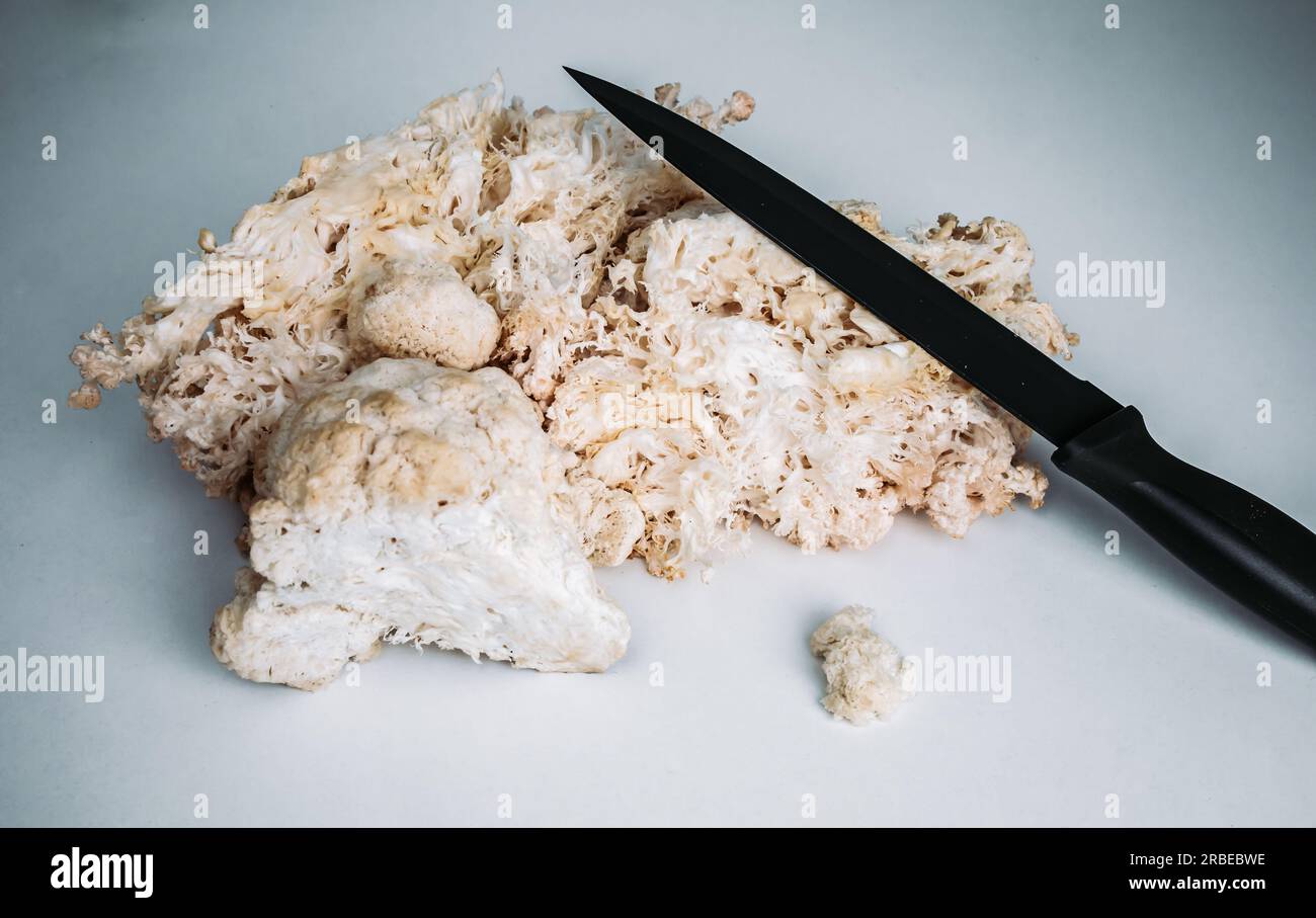Hericium erinaceus or Lions mane mushroom with a knife. Medical mushroom concept Stock Photo