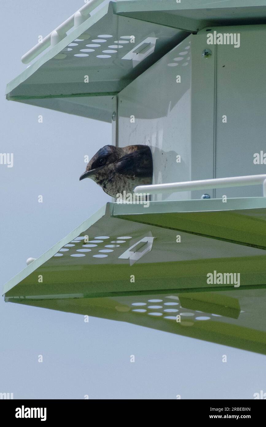 Purple martin peaks out of Martin House Stock Photo