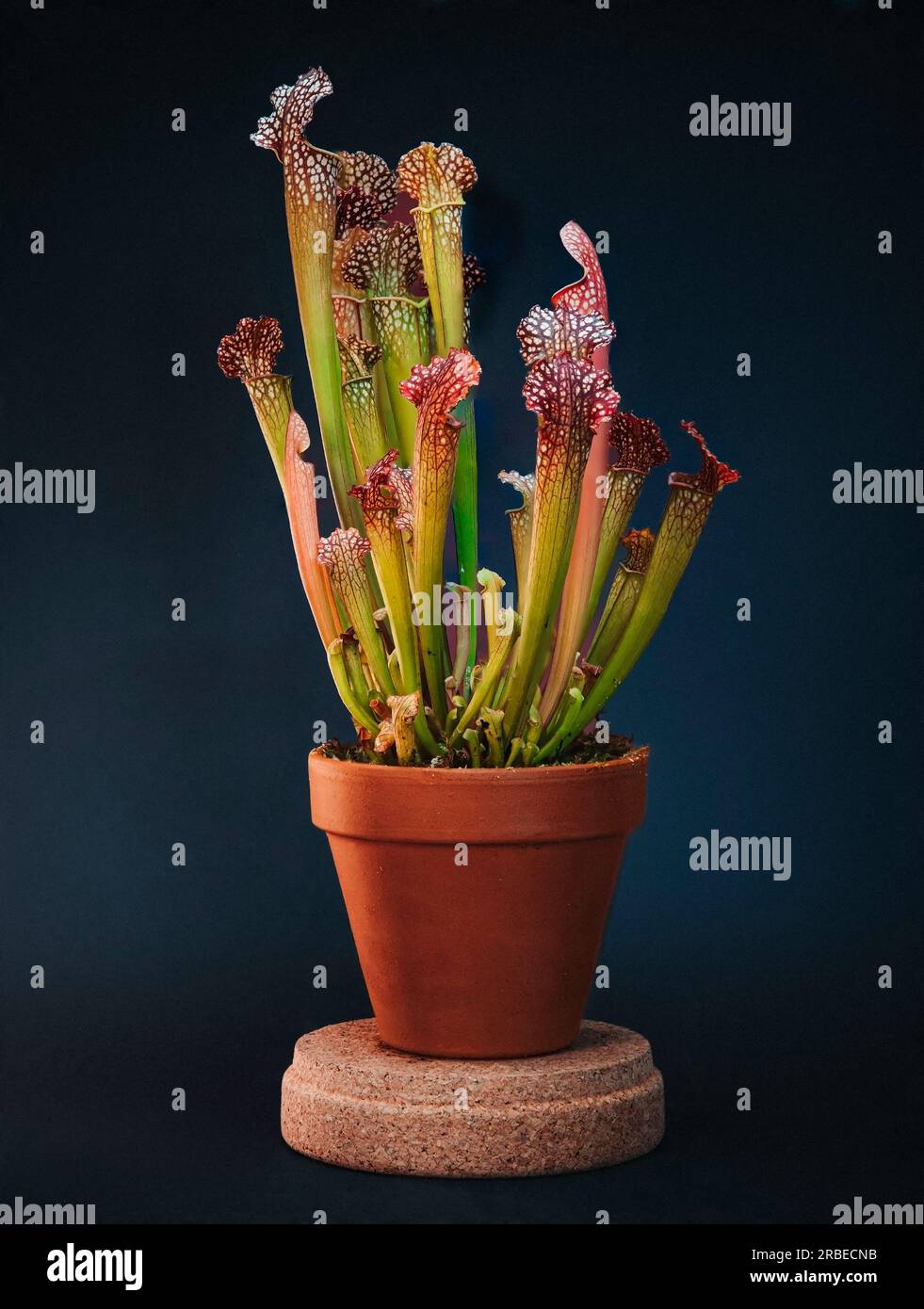 Pitcher Plant with black background Stock Photo