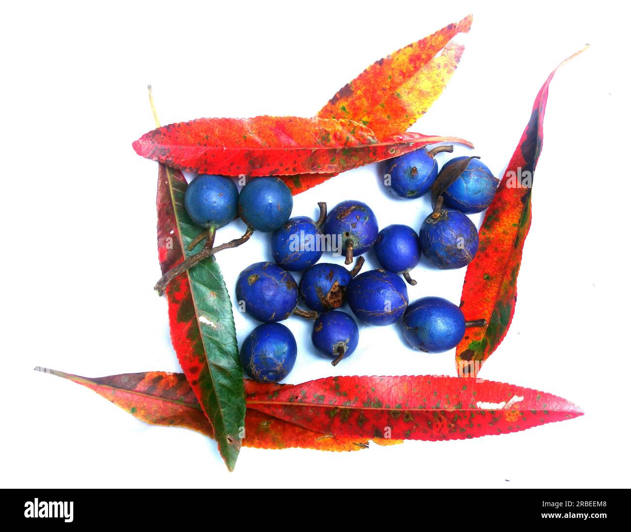 Blue quandong fruits and red leaves Stock Photo