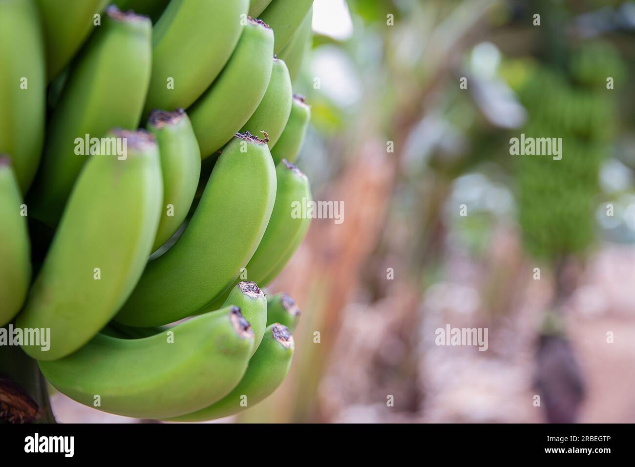 Cropped view of a bunch of bananas hanging on a tree in one of the numerous plantations in Tenerife, Canary Islands, Spain, delicious fruit on a tree Stock Photo