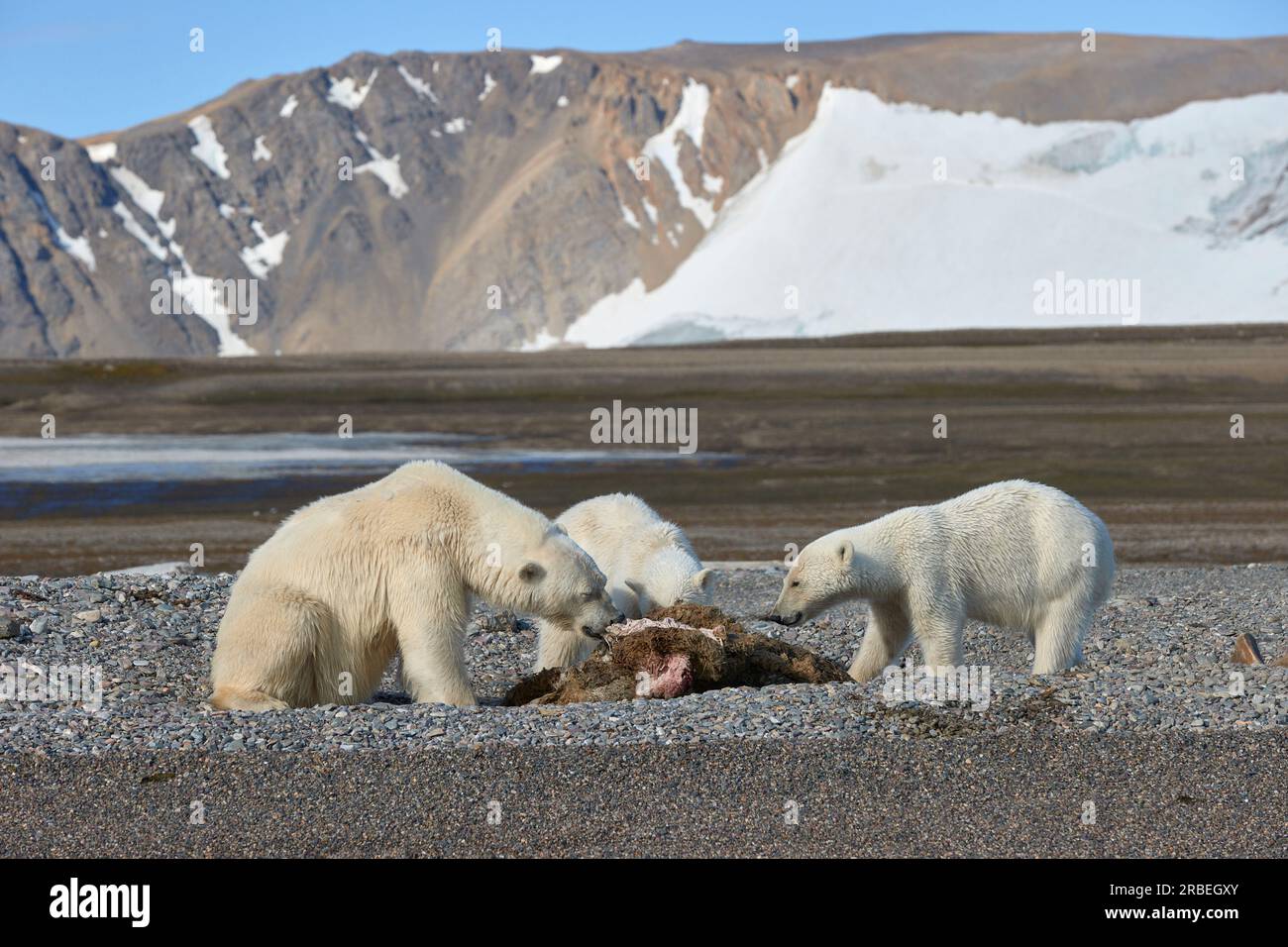Polar bears feeing on a walrus carcase in arctic Svalbard Stock Photo