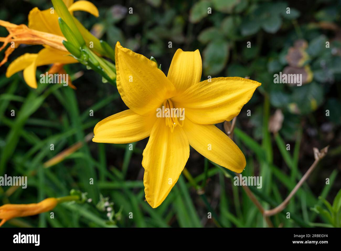 Vivid yellow daylily or lemon daylily, also known as Hemerocallis lilioasphodelus in the garden, trumpet-shaped, six-petaled ornamental  flower Stock Photo