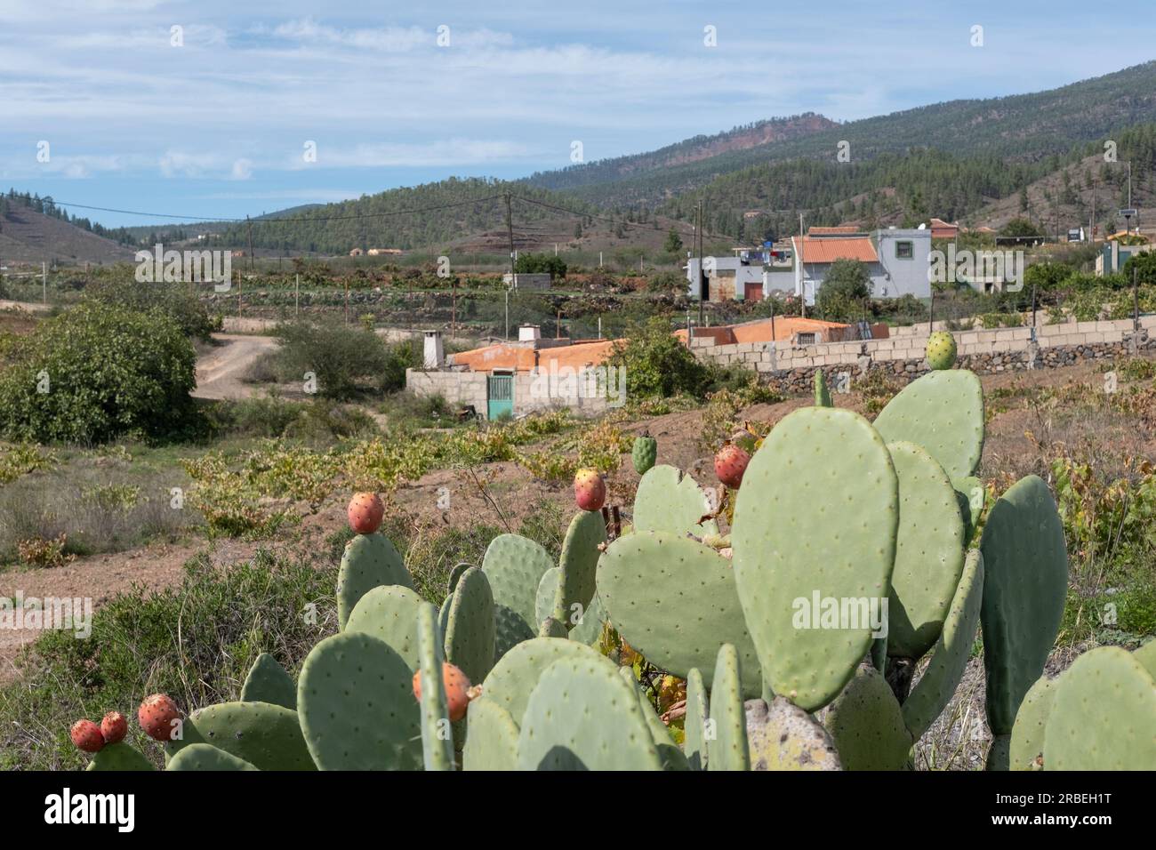 Rural atmosphere of the area between Arona and Vilaflor with focus on wild opuntia cacti bearing ripe prickly pears and fincas surrounded by vineyards Stock Photo