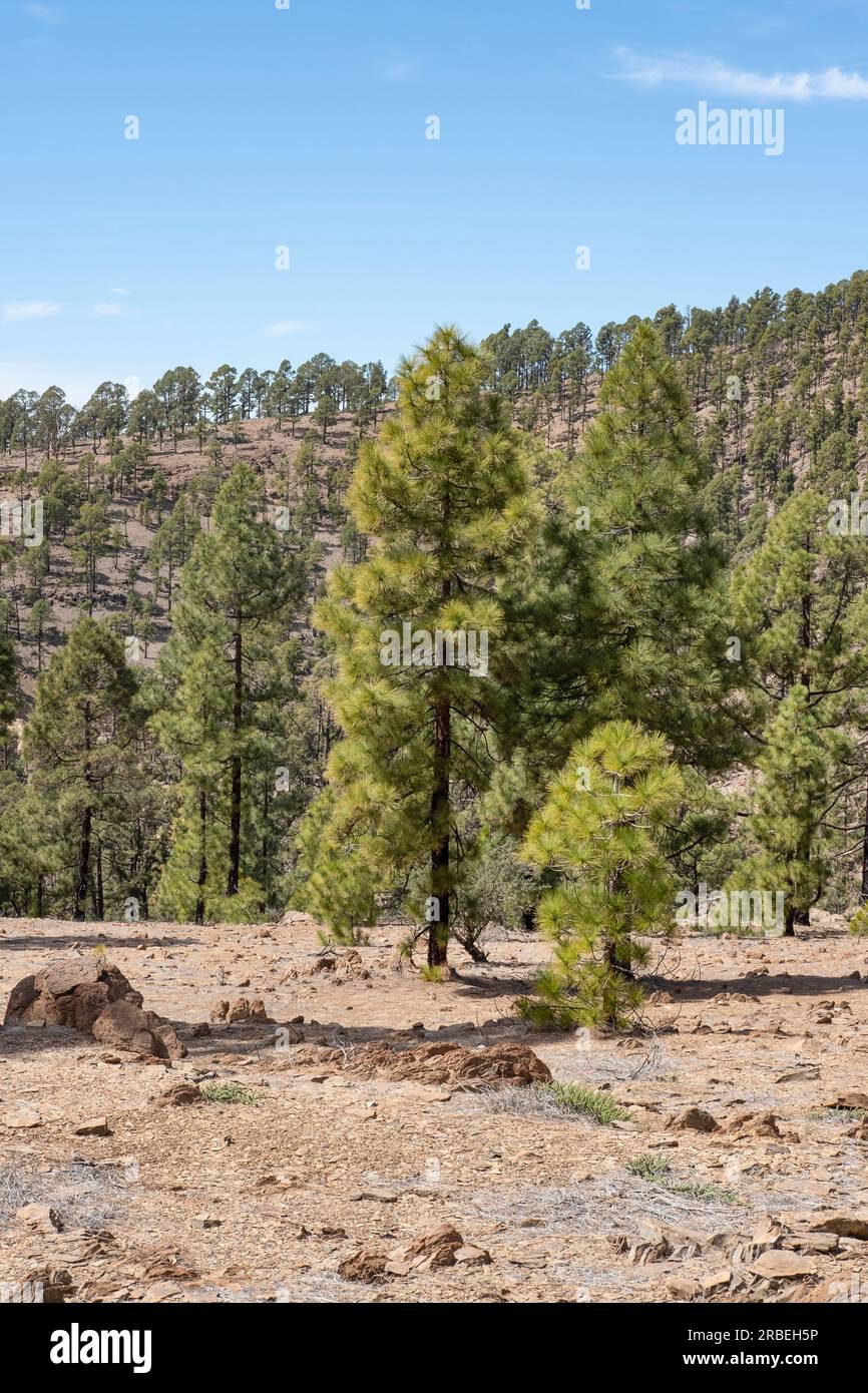 High altitude forests known locally as corona forestal, populated by Pinus canariensis, an endemic pine tree thriving in higher elevation, Tenerife Stock Photo