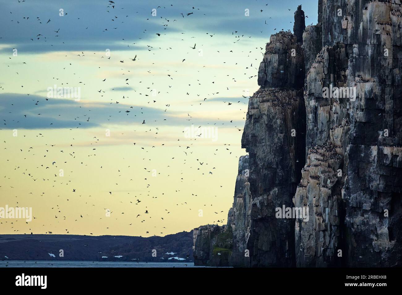 Sea birds flying around Aiefjellet cliffs in arctic Svalbard Stock Photo