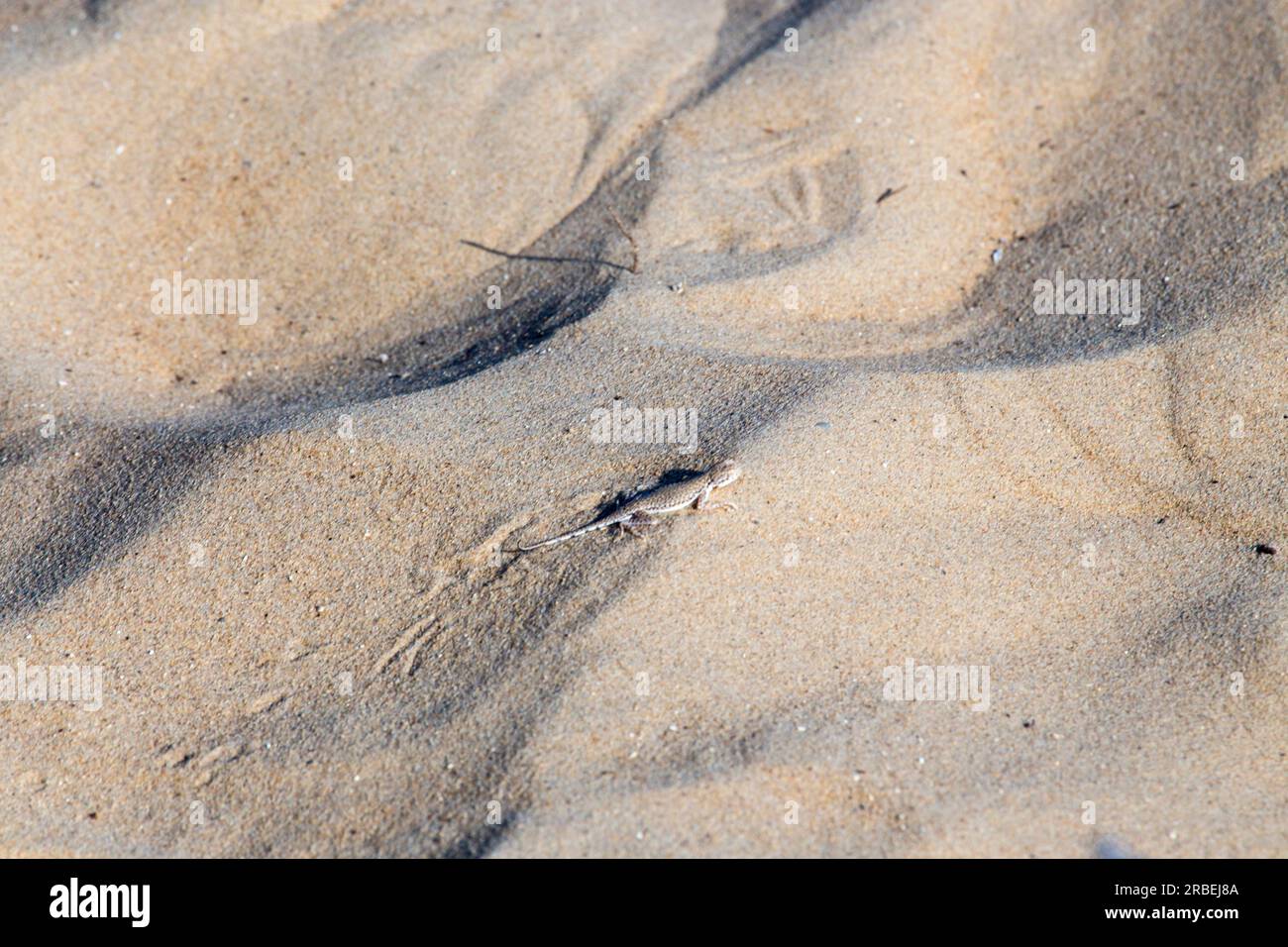 Scurrying away... Stock Photo