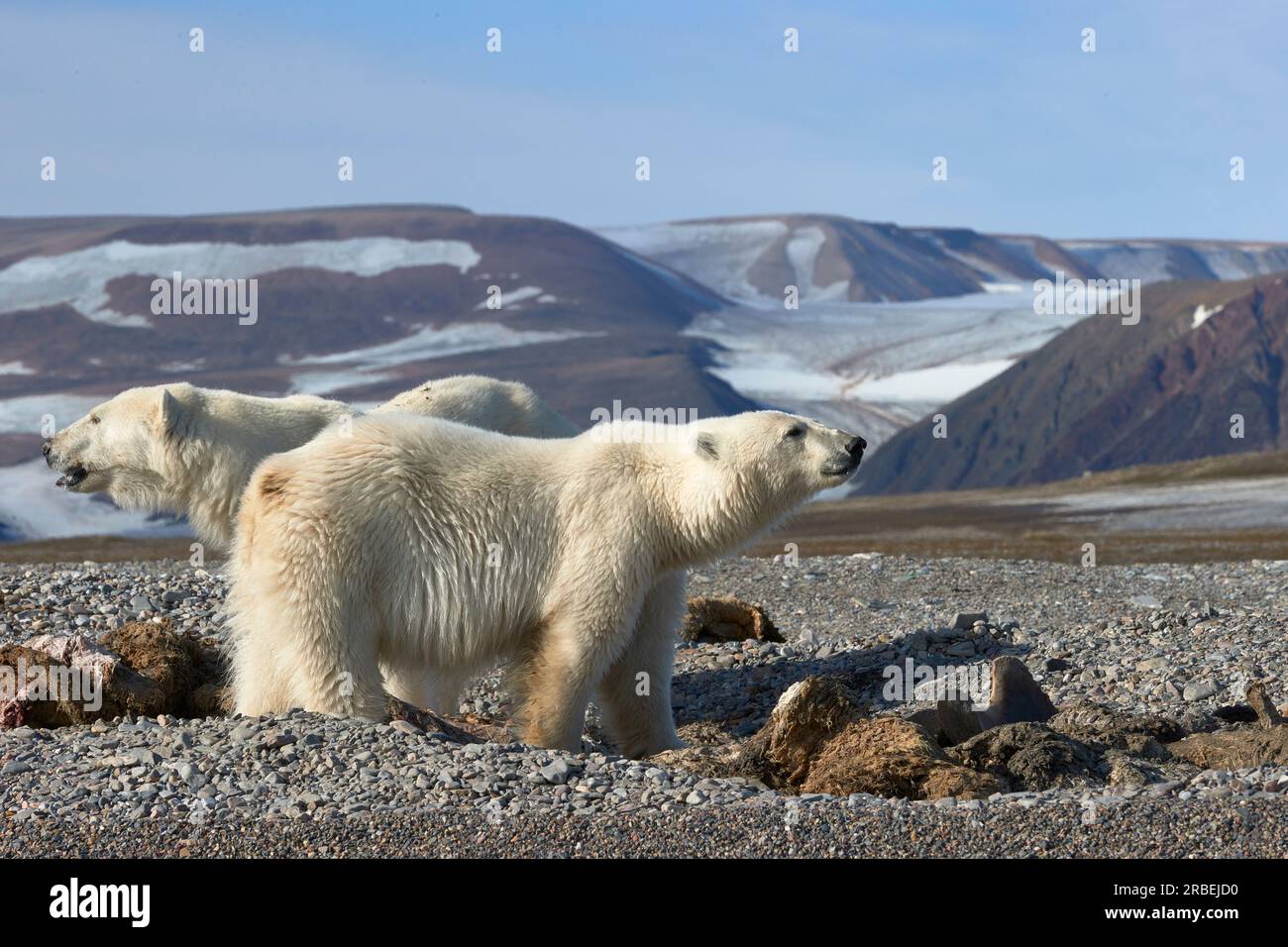 Polar bears feeing on a walrus carcase in arctic Svalbard Stock Photo