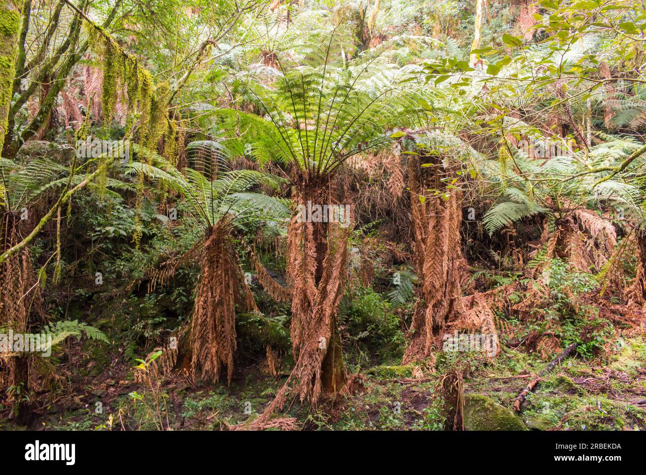 Native forest with many Dicksonia sellowiana (Xaxim), an endangered arborescent fern at the Ronda Municipal Natural Park in Sao Francisco de Paula (Br Stock Photo