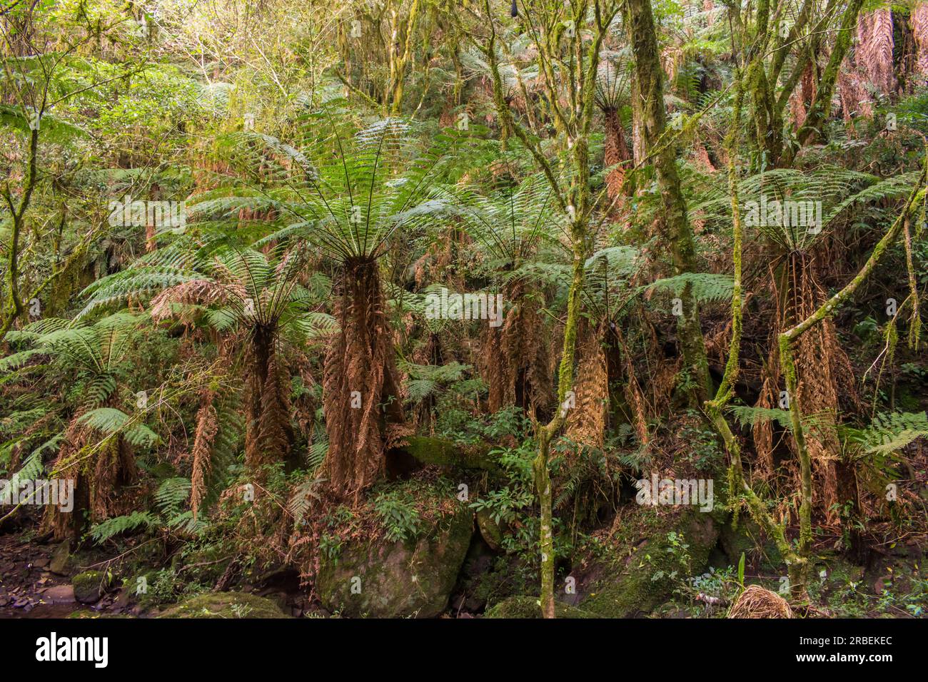 Native forest with many Dicksonia sellowiana (Xaxim), an endangered arborescent fern at the Ronda Municipal Natural Park in Sao Francisco de Paula (Br Stock Photo