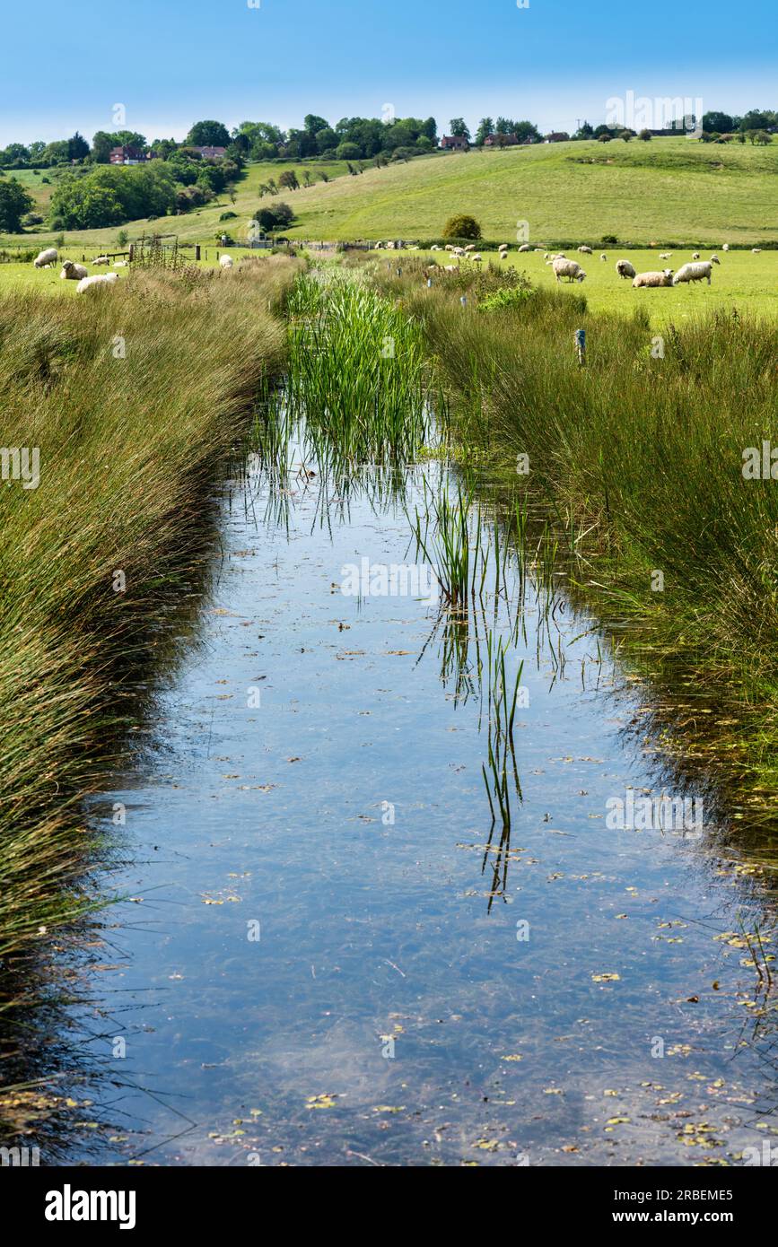 A view of a canal and sheep near to the village of Winchelsea in East Sussex Stock Photo