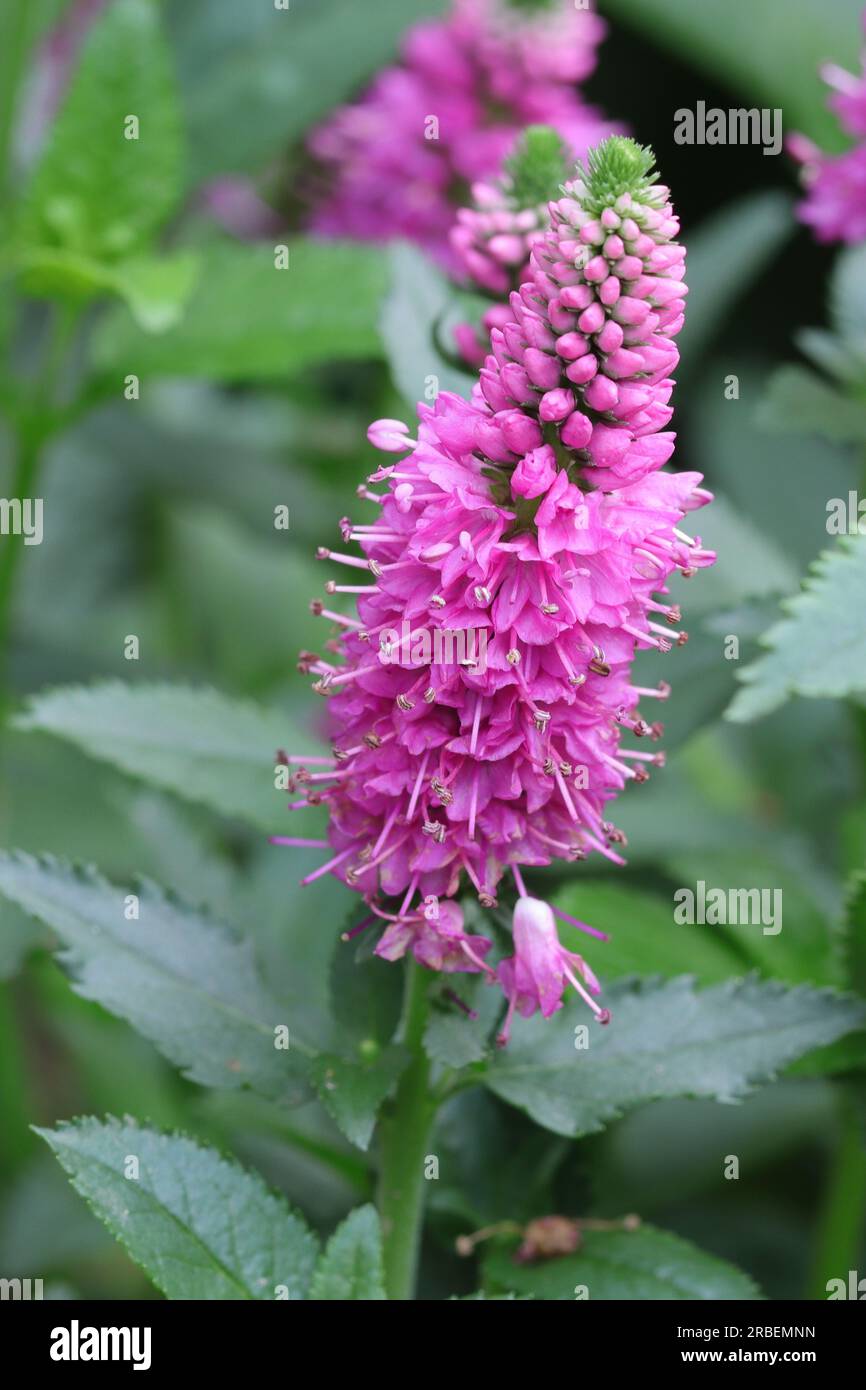 Close-up of a beautiful pink Veronica spicata flower Stock Photo