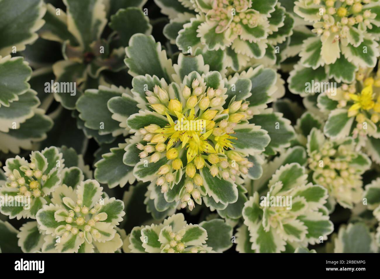 Close-up of beautiful yellow Phedimus aizoon flowers , view from above Stock Photo