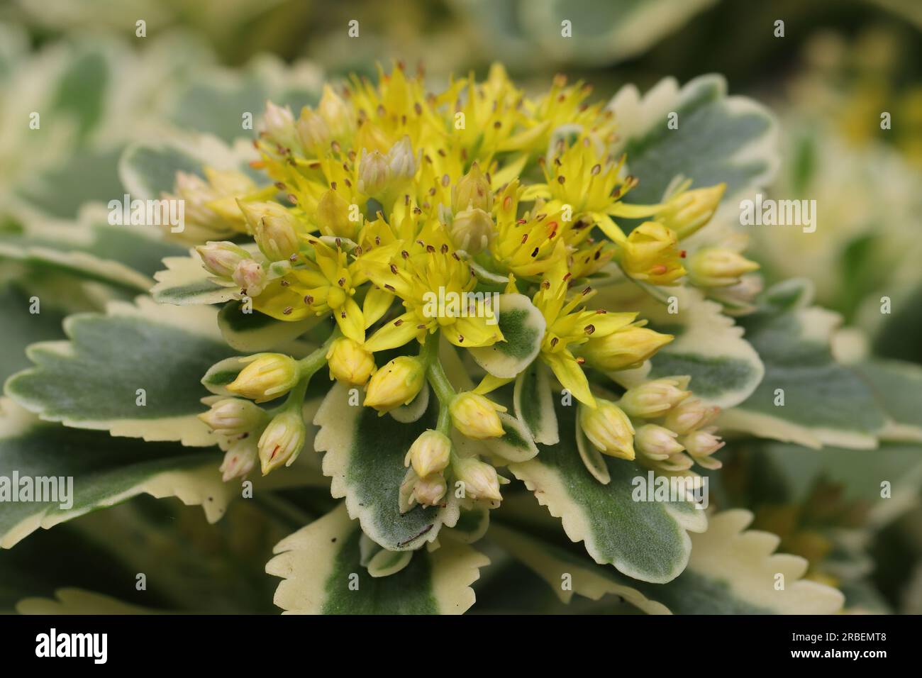 Close-up of a beautiful Phedimus aizoon plant with a dense yellow inflorescence in side view Stock Photo