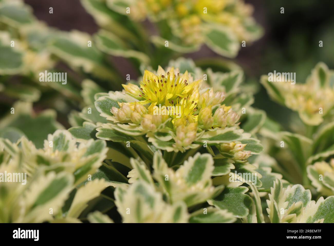 Close-up of a beautiful Phedimus aizoon plant with a dense yellow inflorescence in a flower bed, side view Stock Photo