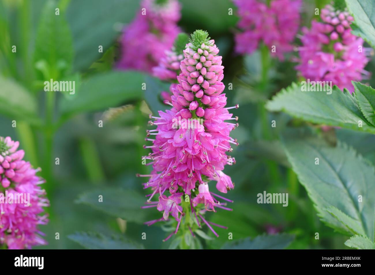 Close-up of a beautiful pink Veronica spicata flower in a garden bed, selcetive focus Stock Photo
