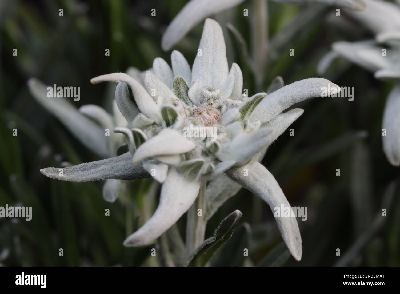 Close-up of a beautiful single edelweiss flower against a blurry natural background Stock Photo