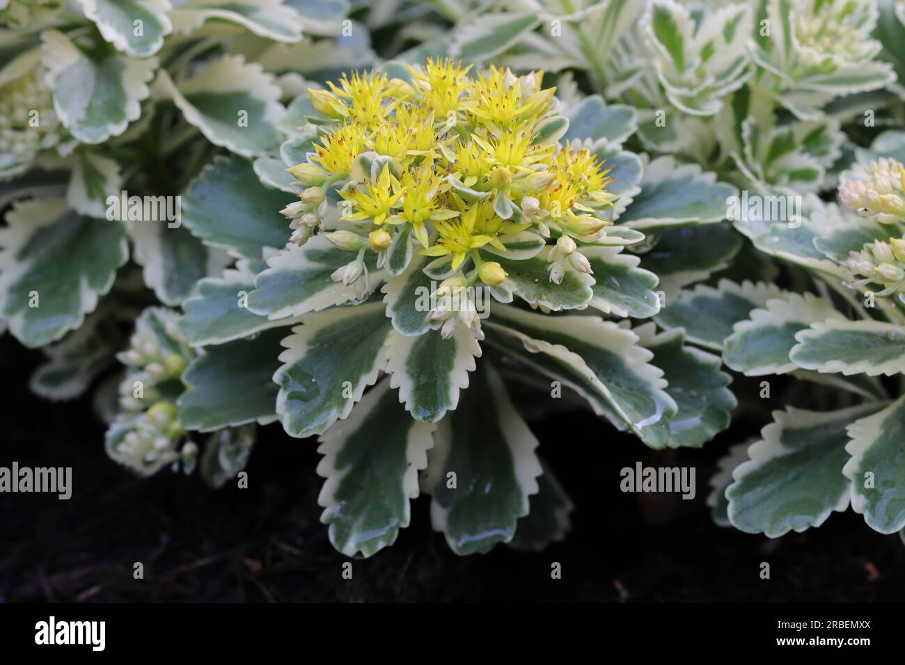 Close-up of a beautiful Phedimus aizoon plant with a dense yellow inflorescence, side view Stock Photo