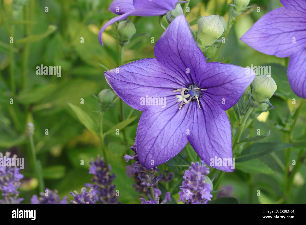 Close-up of a beautiful blue Platycodon grandiflora flower and some blue lavender flowers in a garden bed Stock Photo