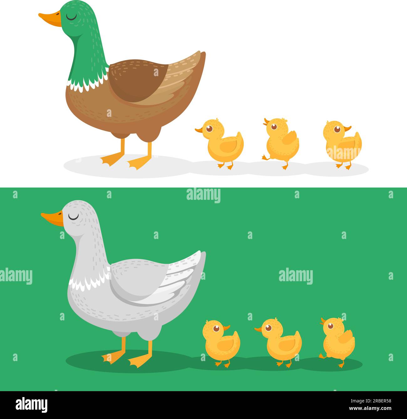 Ducklings and mother duck. Ducks family, duckling following mom and