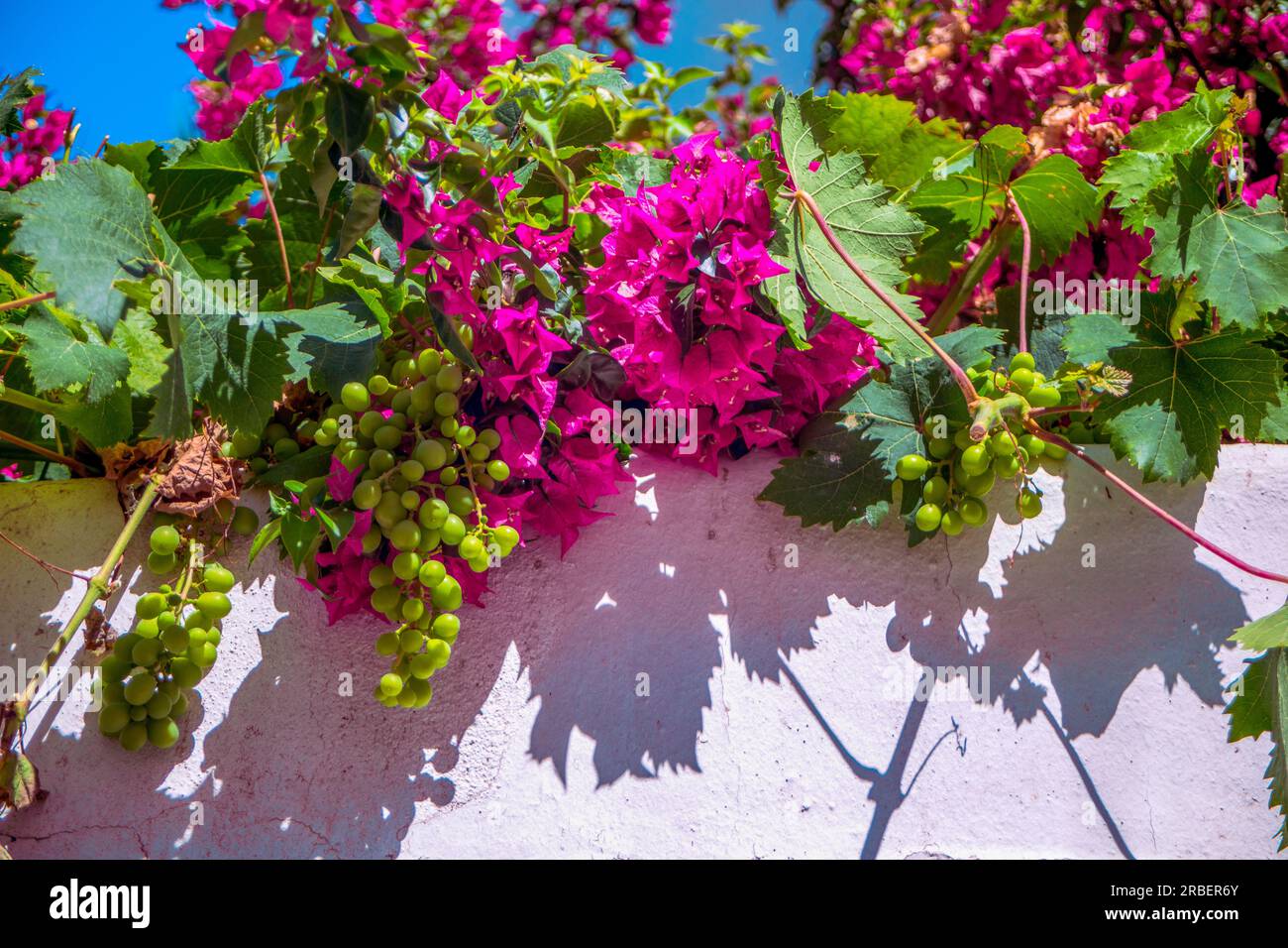 Whitewashed wall with pink or purple bougainvillea with vine leaves and bunches of green grapes casting their shadow on the wall Stock Photo
