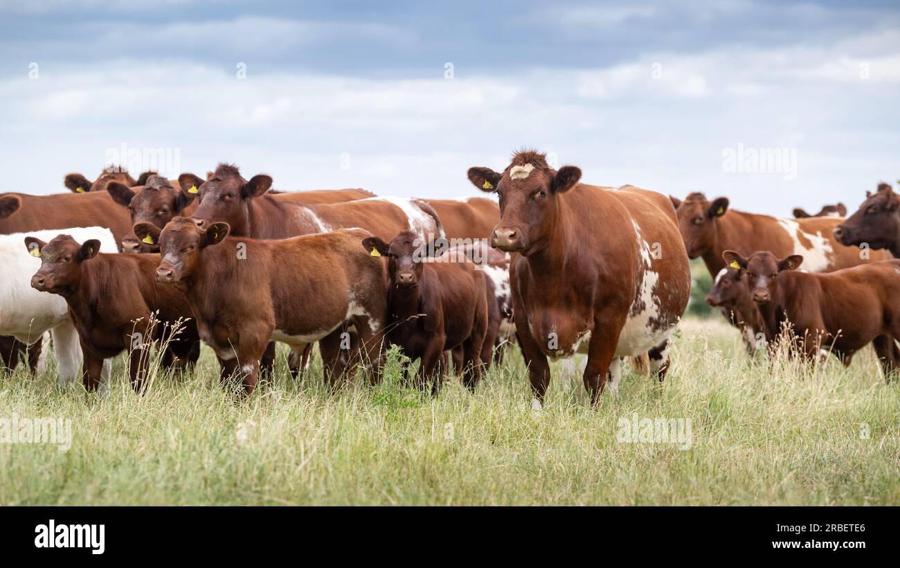 Herd of Beef Shorthorn cows and calves grazing on lowland pasture