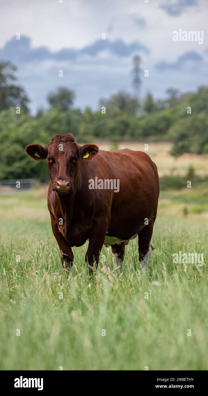Herd of grazing cows hi-res stock photography and images - Alamy