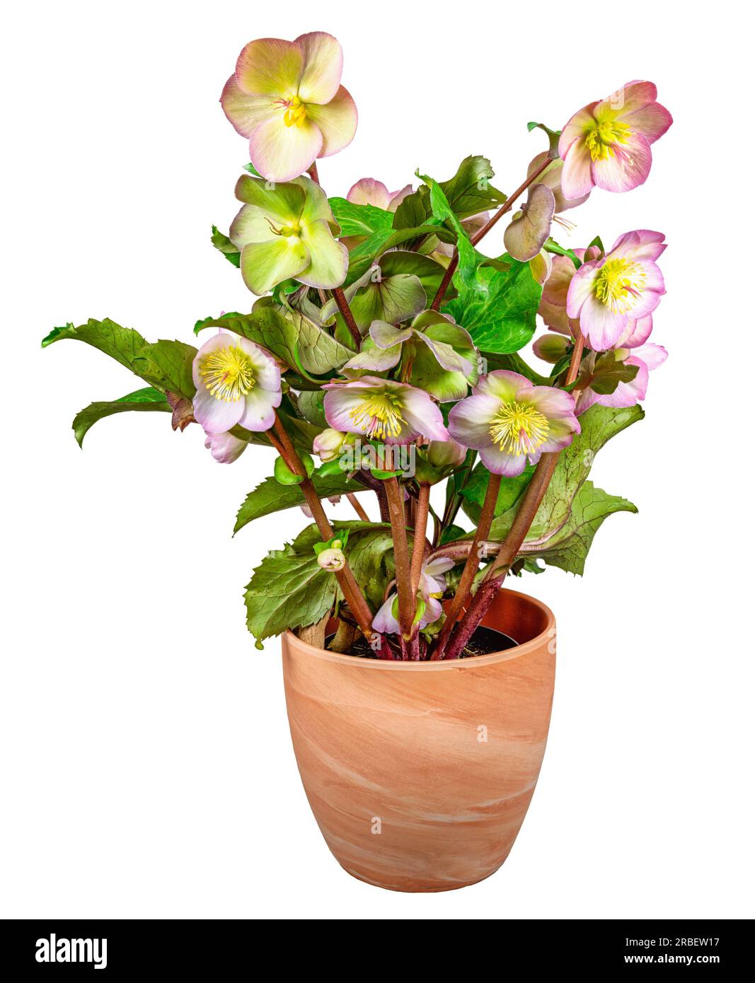 Closeup of an isolated potted hellebore frostkiss flower Stock Photo