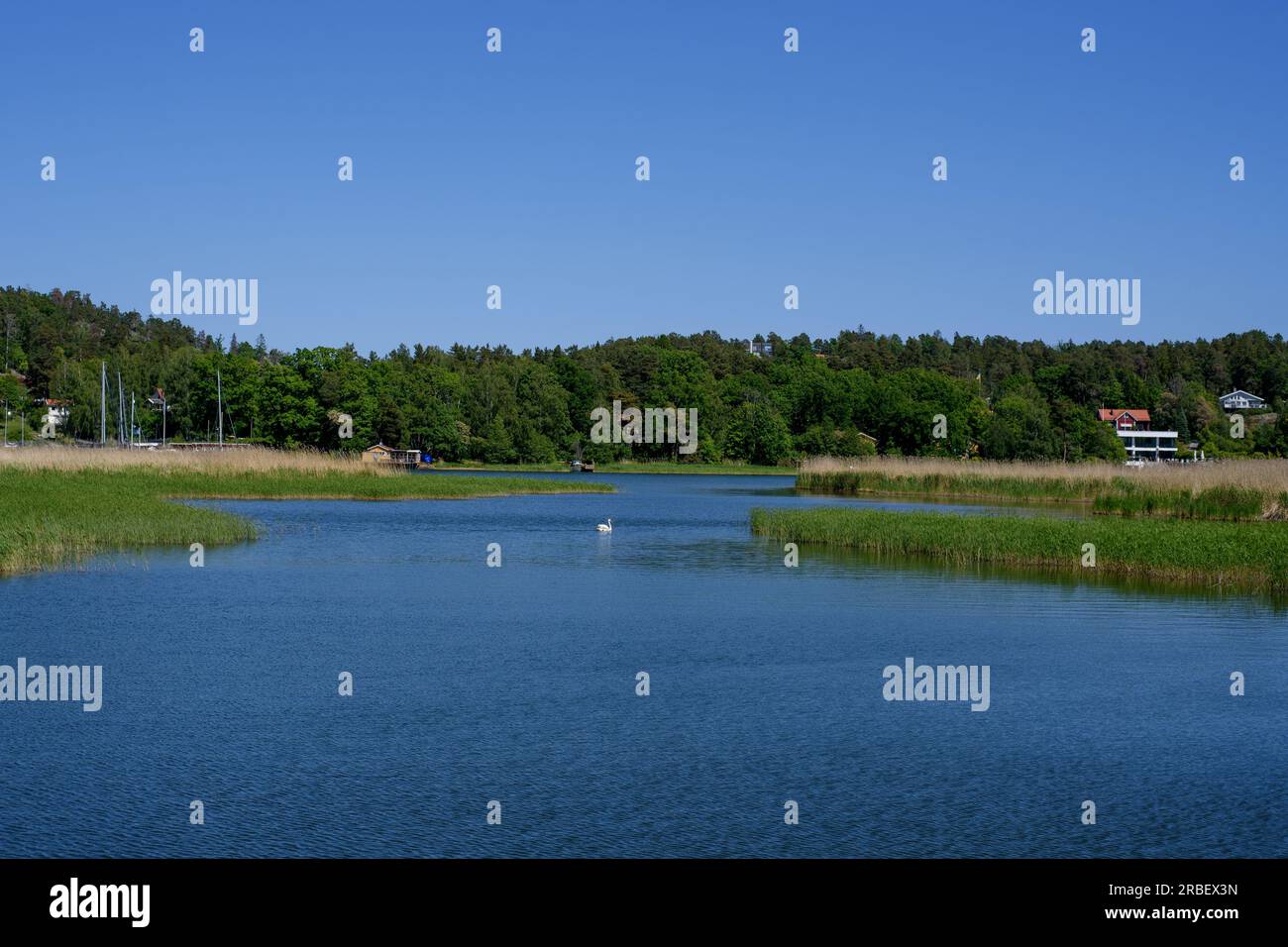 Lake of Sweden with swan in center and green trees in background. a lot of sedge along the shore of the lake. Stock Photo