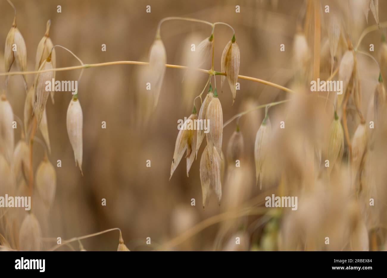 The delicate seeds ready for harvest on Oat Cereal crop, Worcestershire, England. Stock Photo
