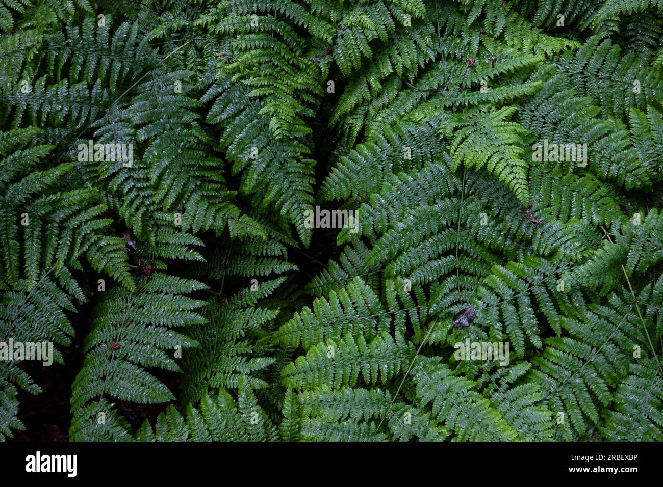 Lush green Common Fern deep in woodland in Worcestershire, ENgland.  The different shades og green create natures own pattern. Stock Photo