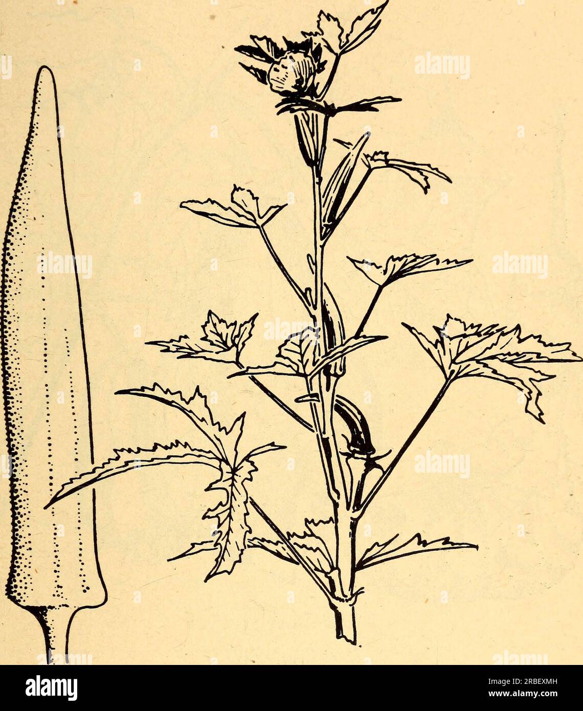 Okra Hibiscus esculentus The young tender seed pods of the okra are