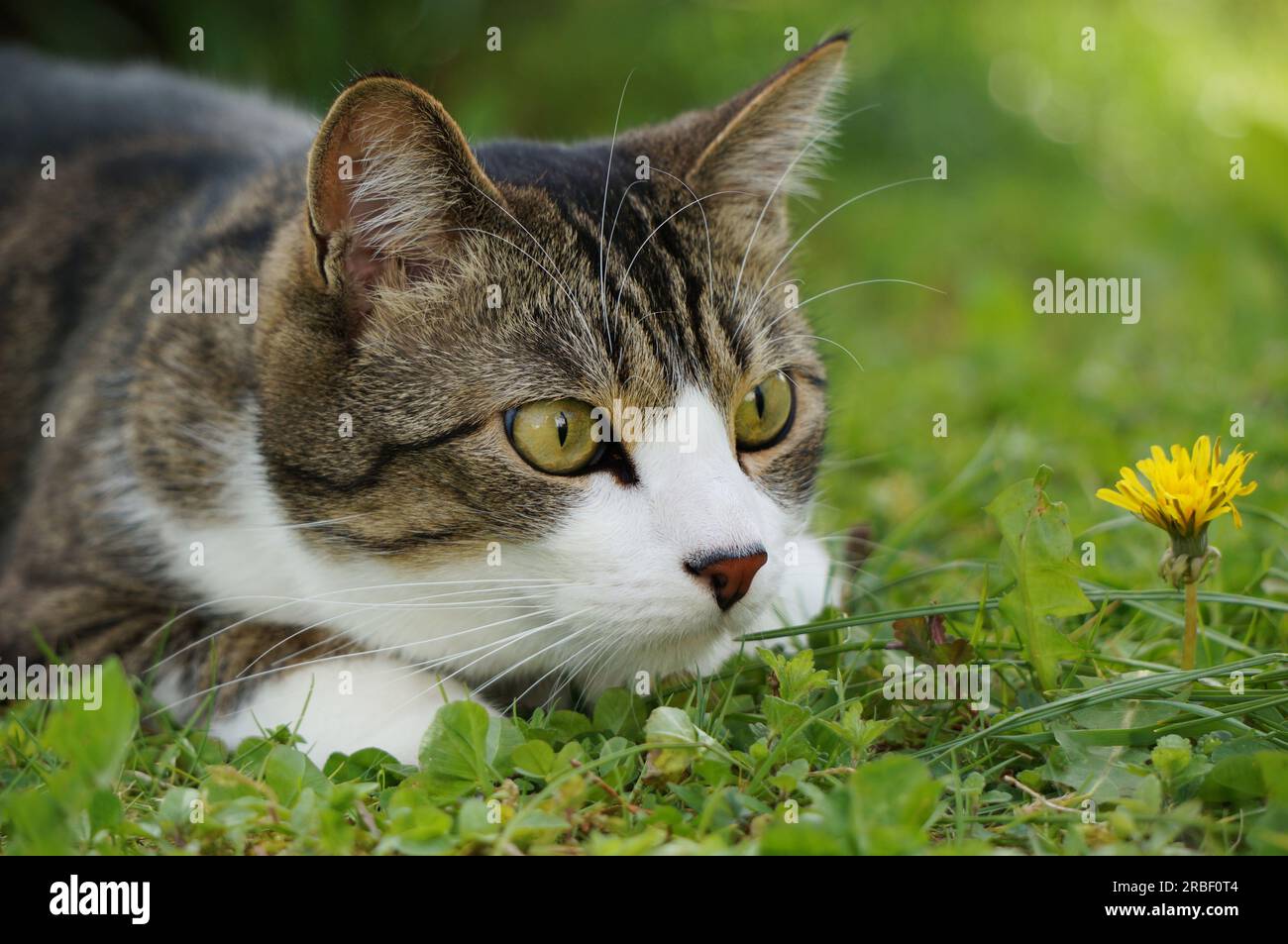Cat lying in wait and targeting its prey Stock Photo