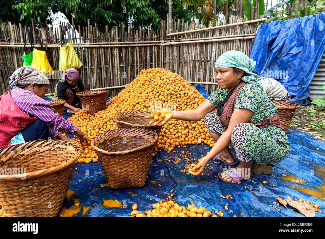 Women in typical dresses sitting on the ground and sorting betel nut fruits after harvest i a village near Mawlynnong, north east India Stock Photo