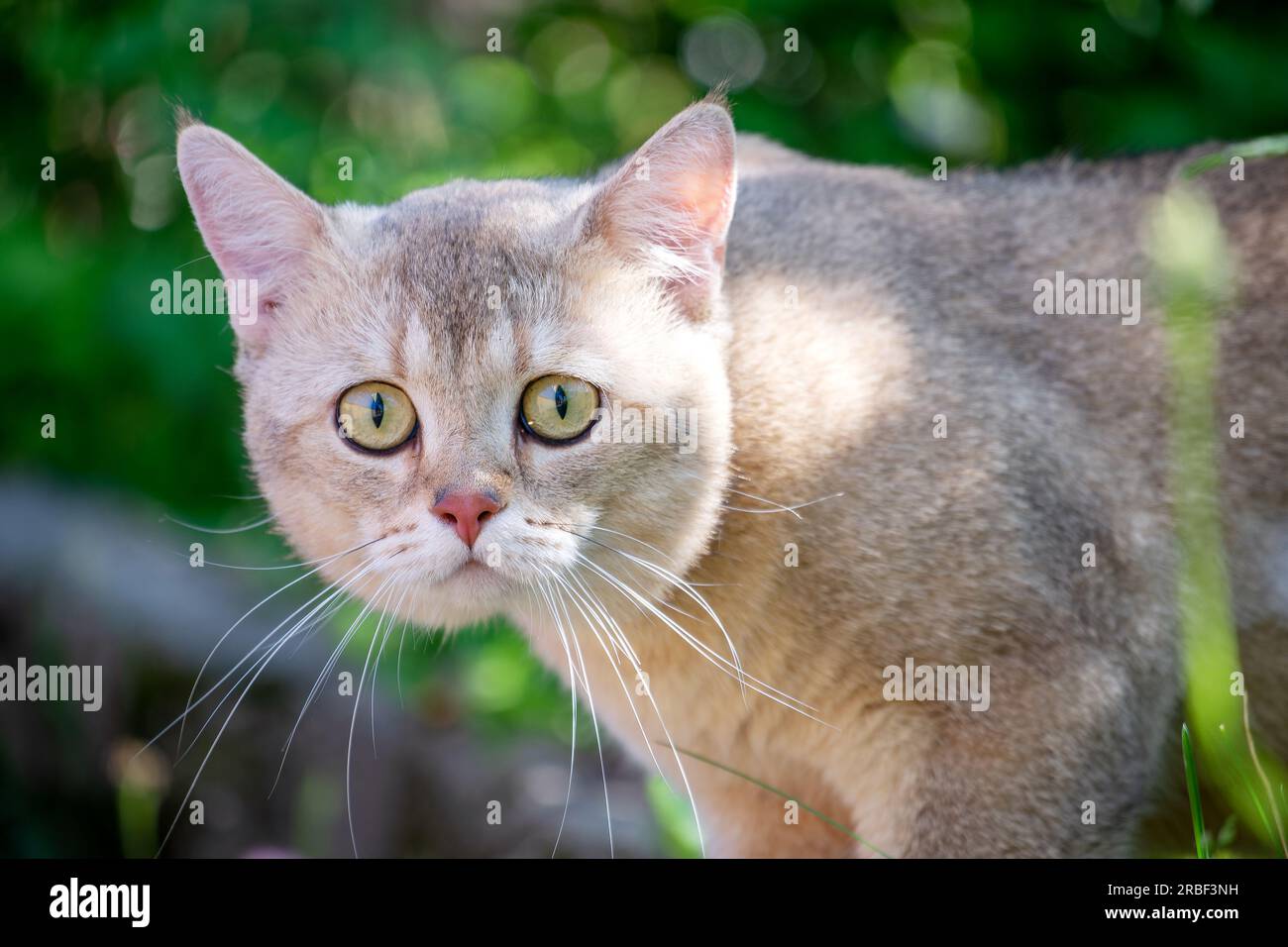 Close-up portrait of a surprised cat. Golden Chinchilla cat among the grass on a sunny day Stock Photo