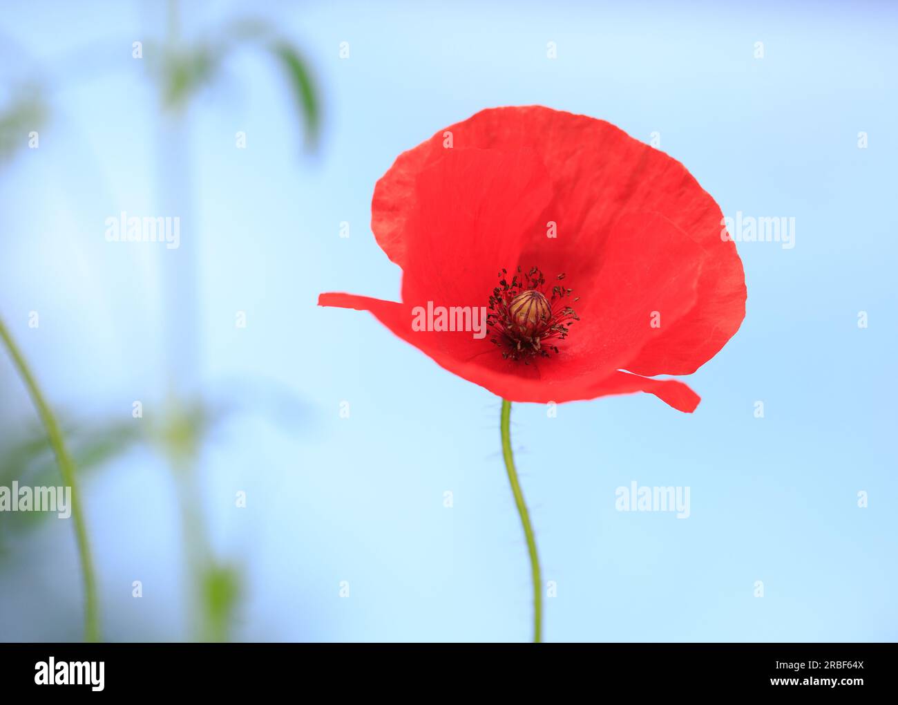 Isolated Beautiful single Bright Red  poppy stem, against a pale blue empty sky background Stock Photo