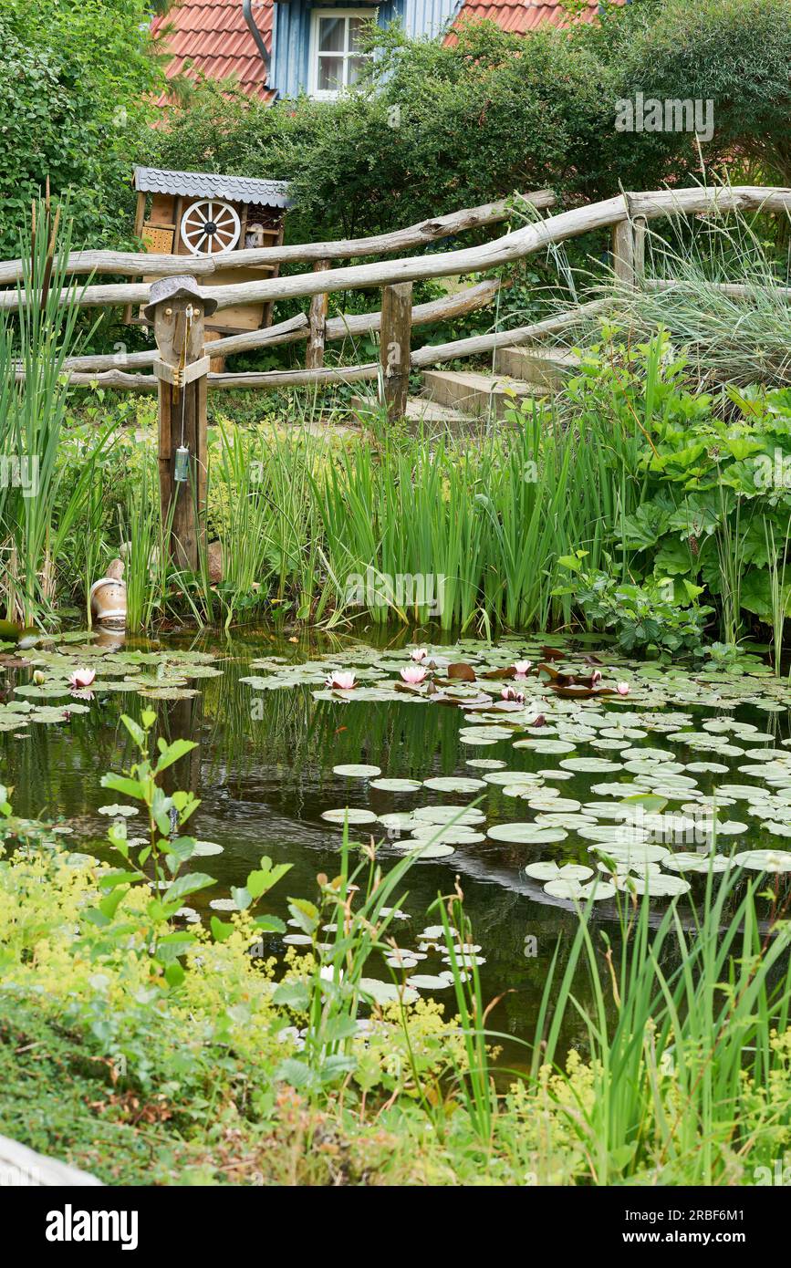 Hemingbrough Pond romantic pond with blooming water lilies in a garden in summer Stock ...