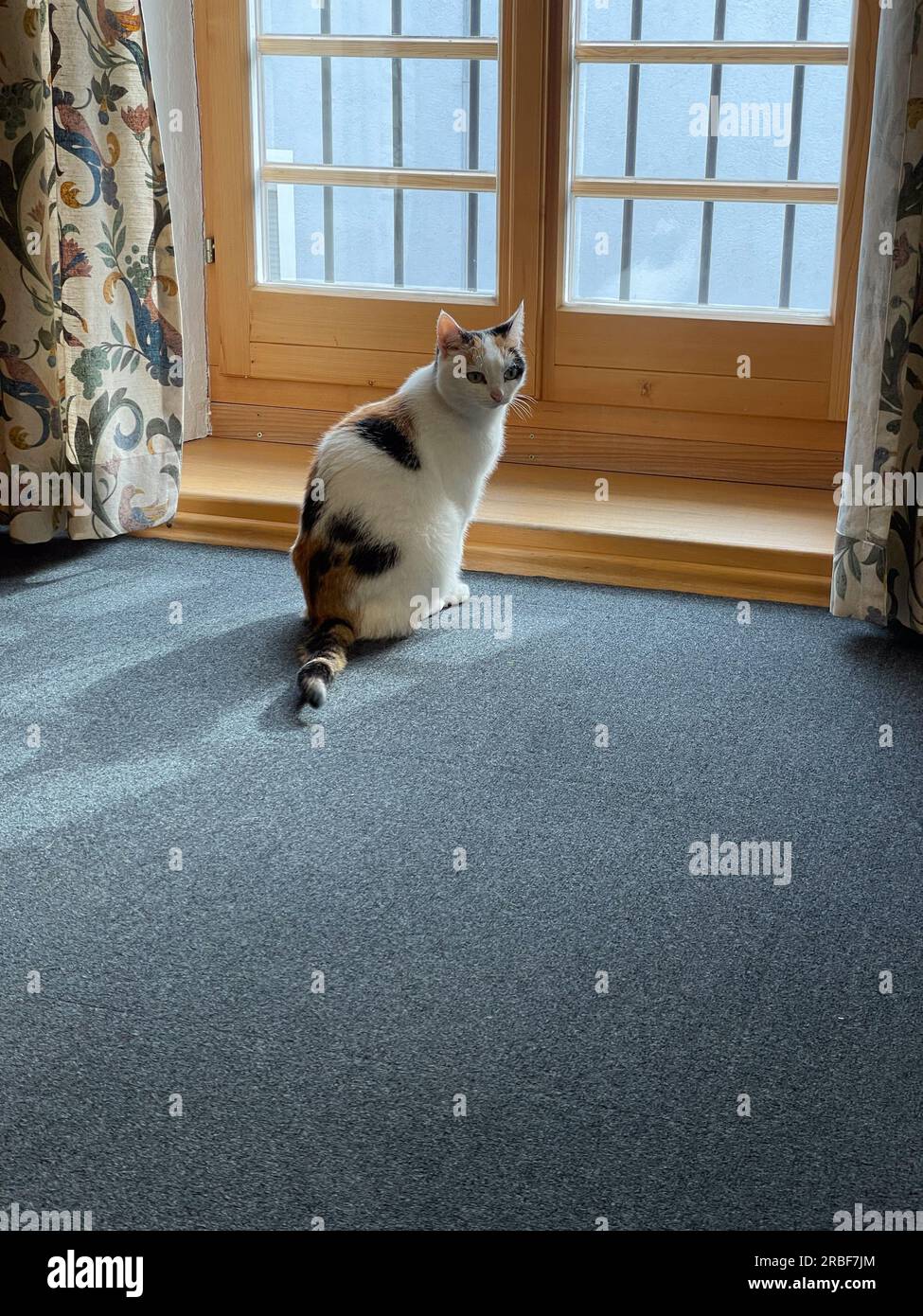 Cat in Front of wood windows at daylight Stock Photo - Alamy