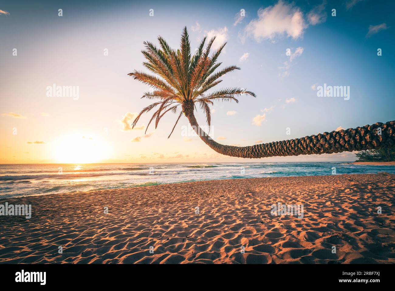 Leaning palm tree at sunset on hawaiian beach Stock Photo