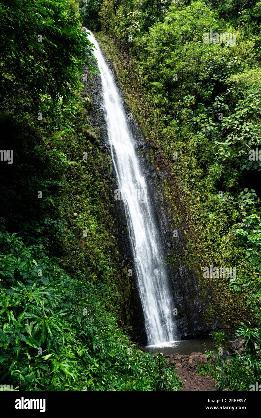 Sacred Manoa falls in hawaiian jungle Stock Photo