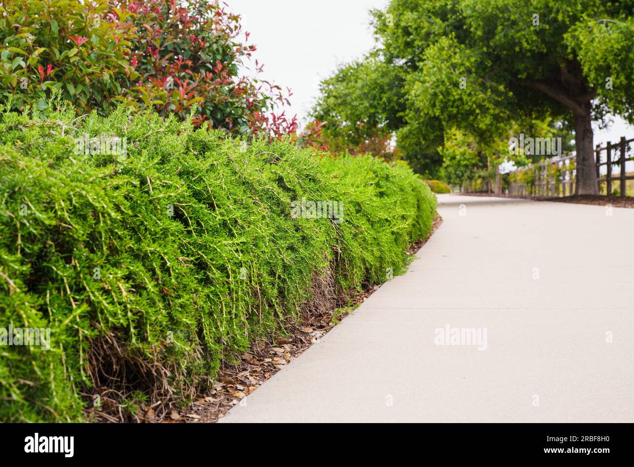 Rosemary bushes planted along the footpath make a beautiful low hight