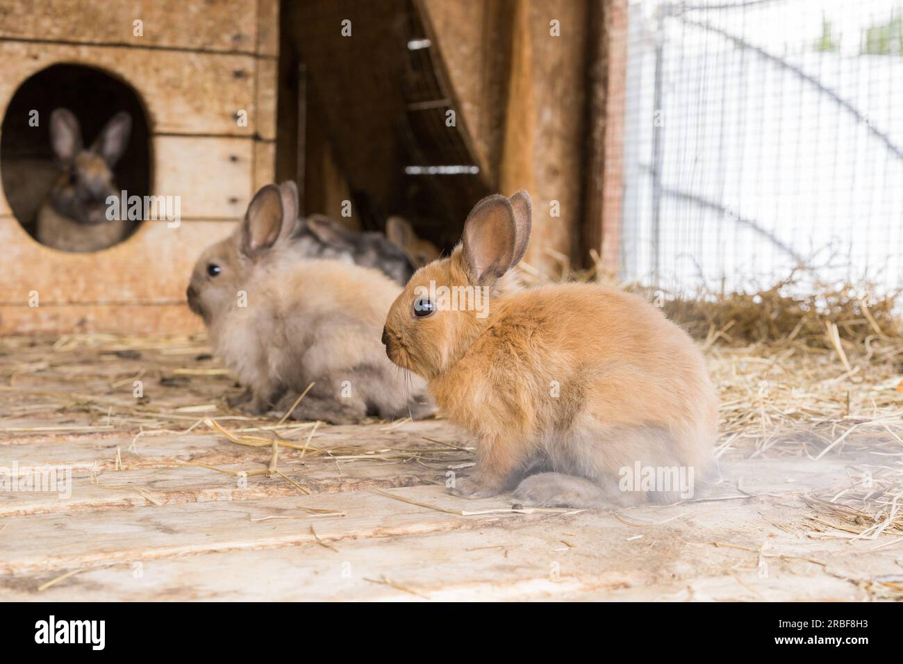 A small red rabbit on a wooden floor on a straw mat with rabbits out of focus Stock Photo