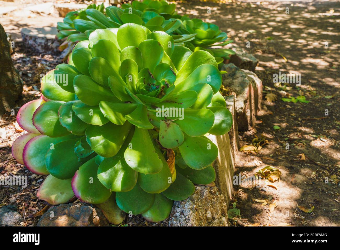 Aeonium Arboreum (Tree Aeonium) close-up in the garden. Beautiful evergreen succulent plant with thick woody stems and large rosettes Stock Photo