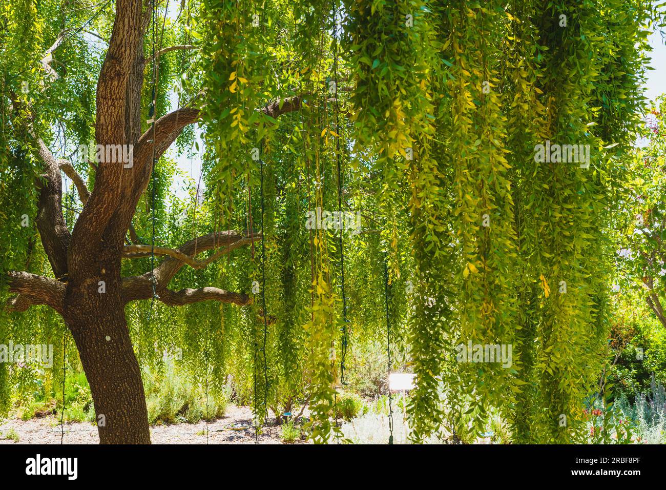 Mayten tree (Maytenus boaria), evergreen weeping tree close-up in the garden on a bright sunny day Stock Photo