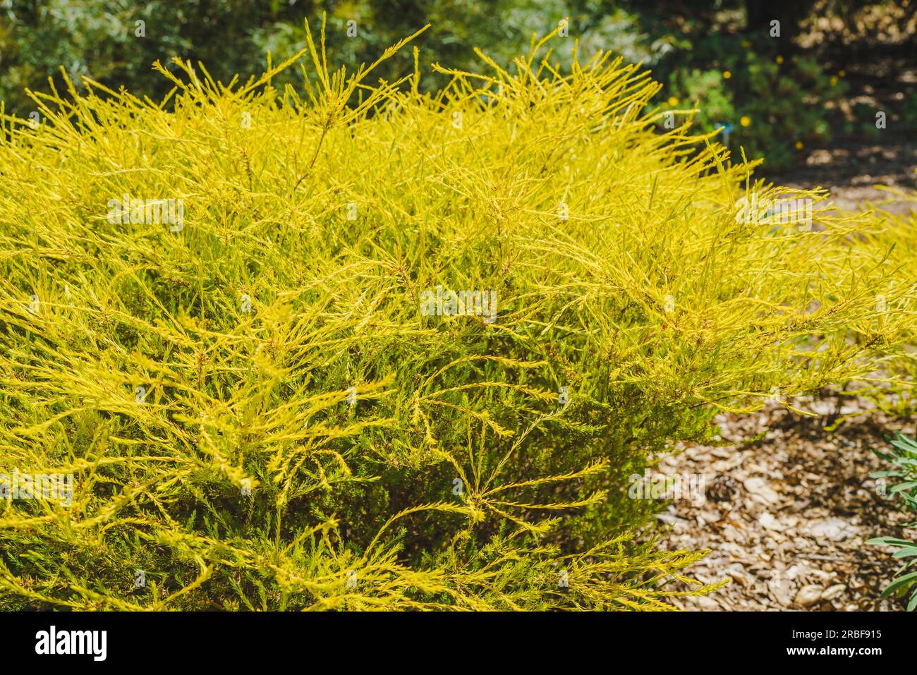 Coleonema Sunset Gold (Breath of Heaven), an  evergreen shrub close-up in the garden on a bright sunny day Stock Photo